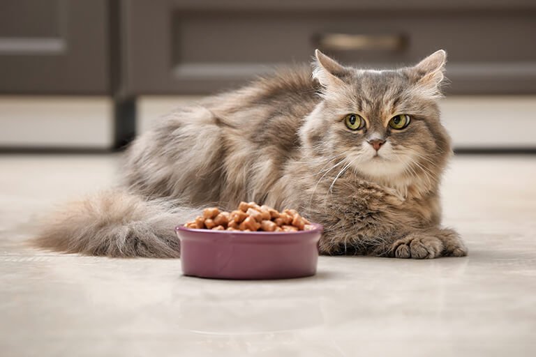 猫がご飯を食べないのは、飽きたから?それとも病気?~食欲不振の理由と対処法~